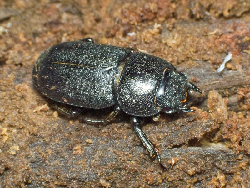 Dorcus parallelipipedus (Linnaeus, 1785)